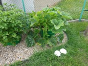 Zahrádka ve školce